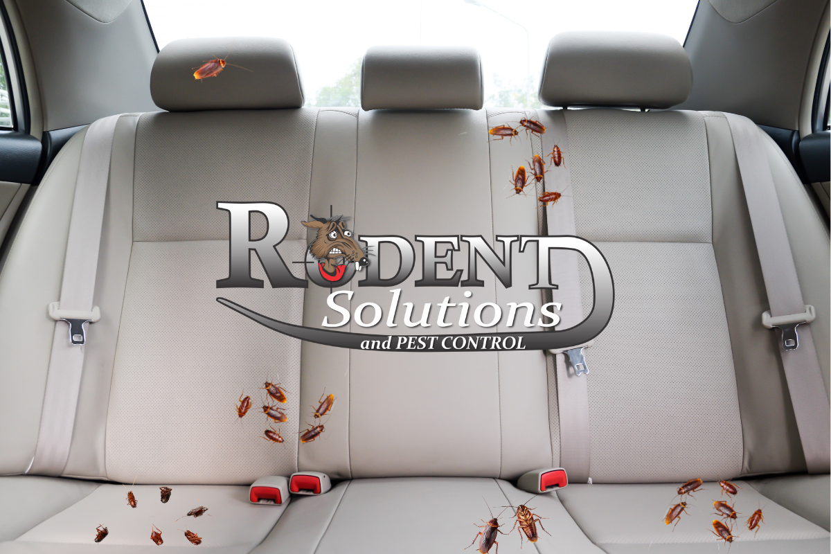 Cockroaches in car backseat Rodent Solutions