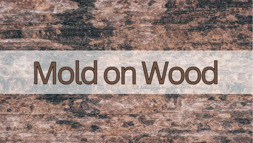 what kills mold on wood