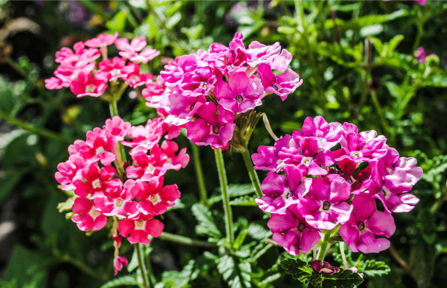 31 impressionantes plantas tolerantes à seca que você precisa para o seu jardim