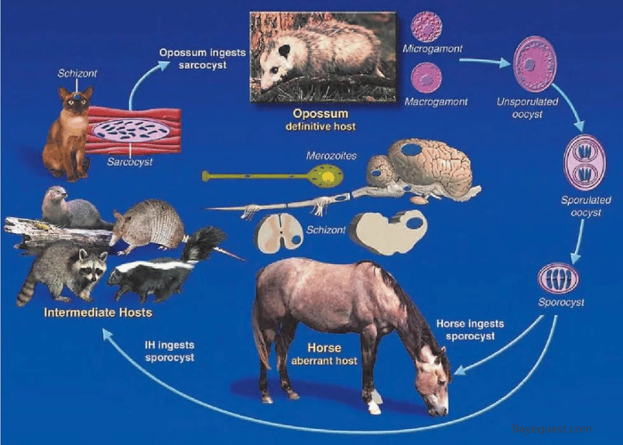 Life Cycle of Sarcocystis neurona