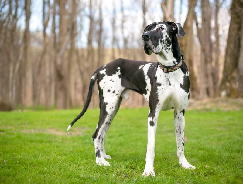 blanco y negro de pura raza arlequín gran danés perro al aire libre