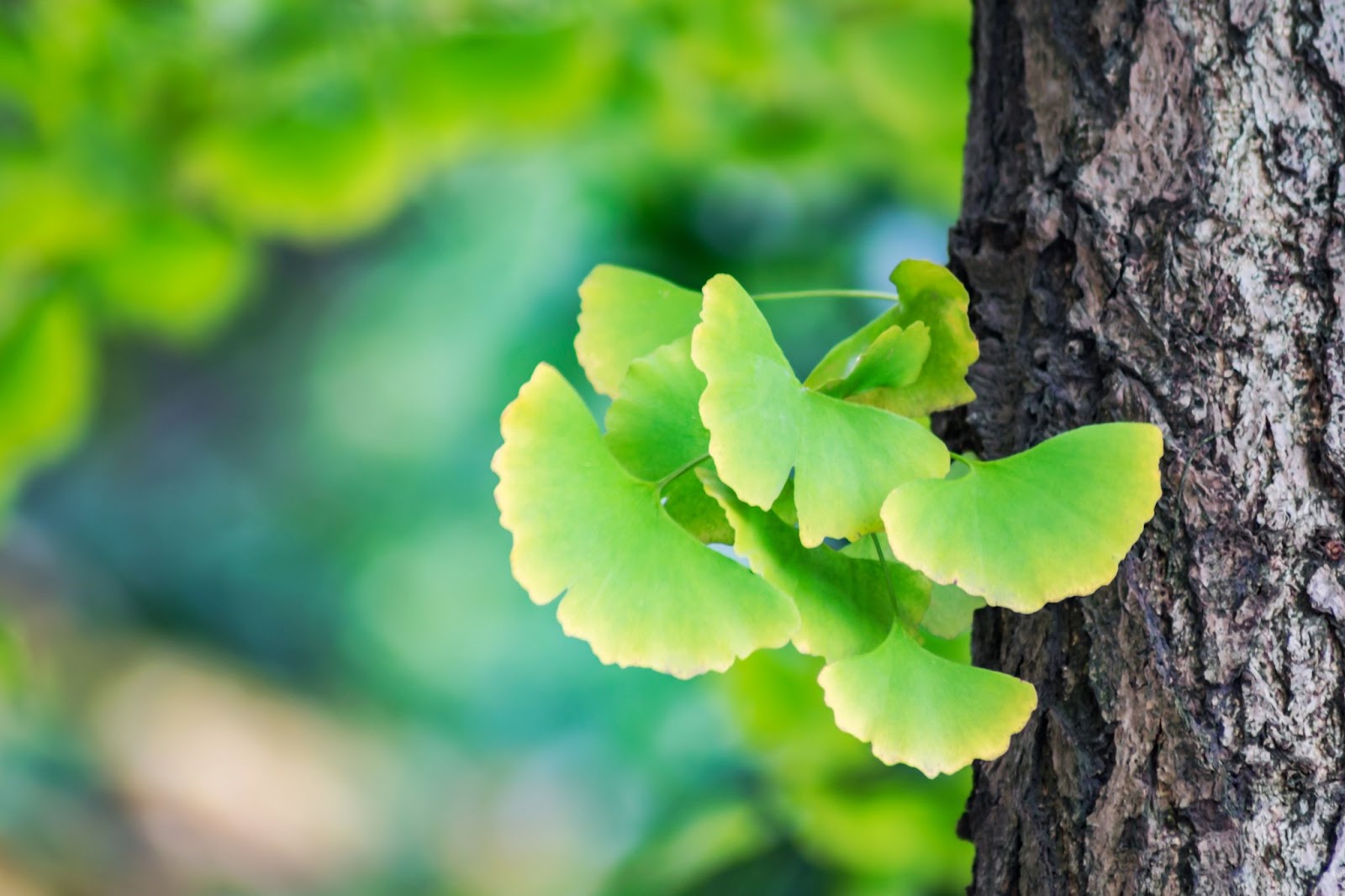 10. Ceai de Ginkgo Biloba