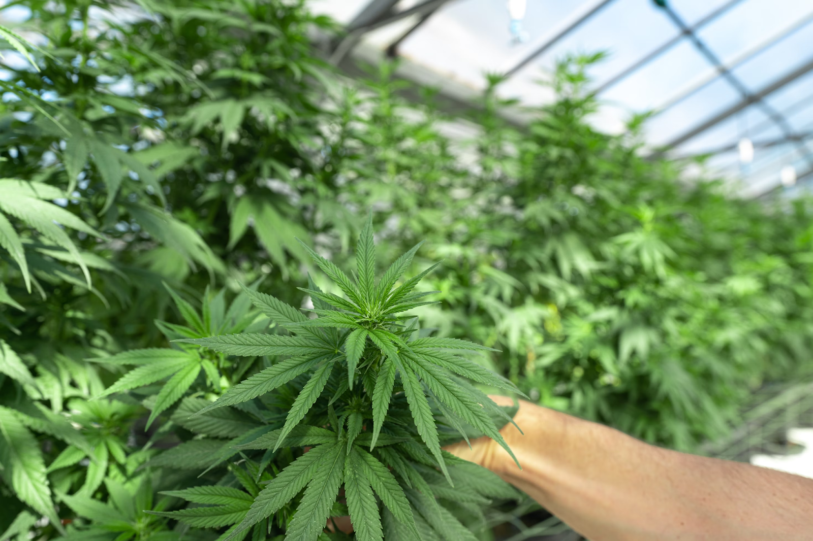 A hand holding a cannabis plant in a marijuana greenhouse 
