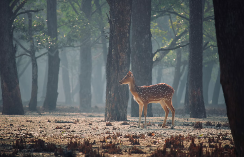  travel to Bangladesh