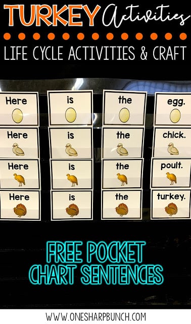 FREE turkey life cycle activities, including pocket chart sentences. Perfect for Thanksgiving centers and turkey time! Keep your kiddos engaged with these turkey activities, adorable turkey crafts and turkey centers!