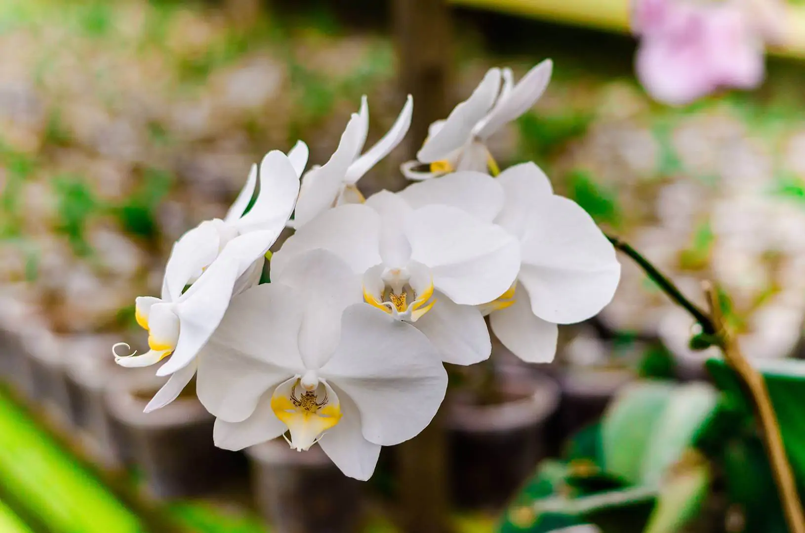 flores