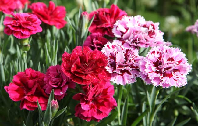 flores