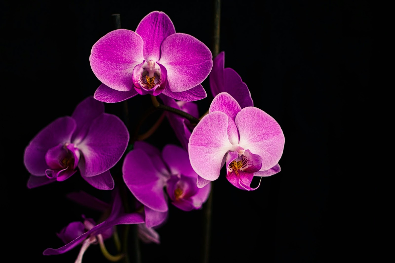 Yellow Leaves On Vanda Orchid