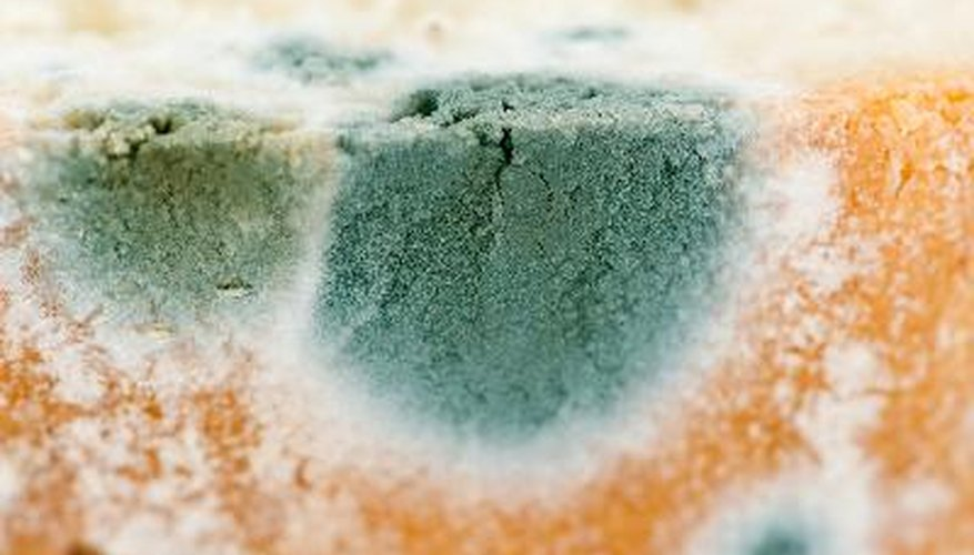 does peroxide kill mold