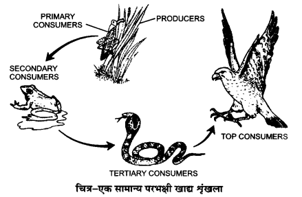 UP Board Solutions for Class 12 Biology Chapter 14 Ecosystem 2Q.2