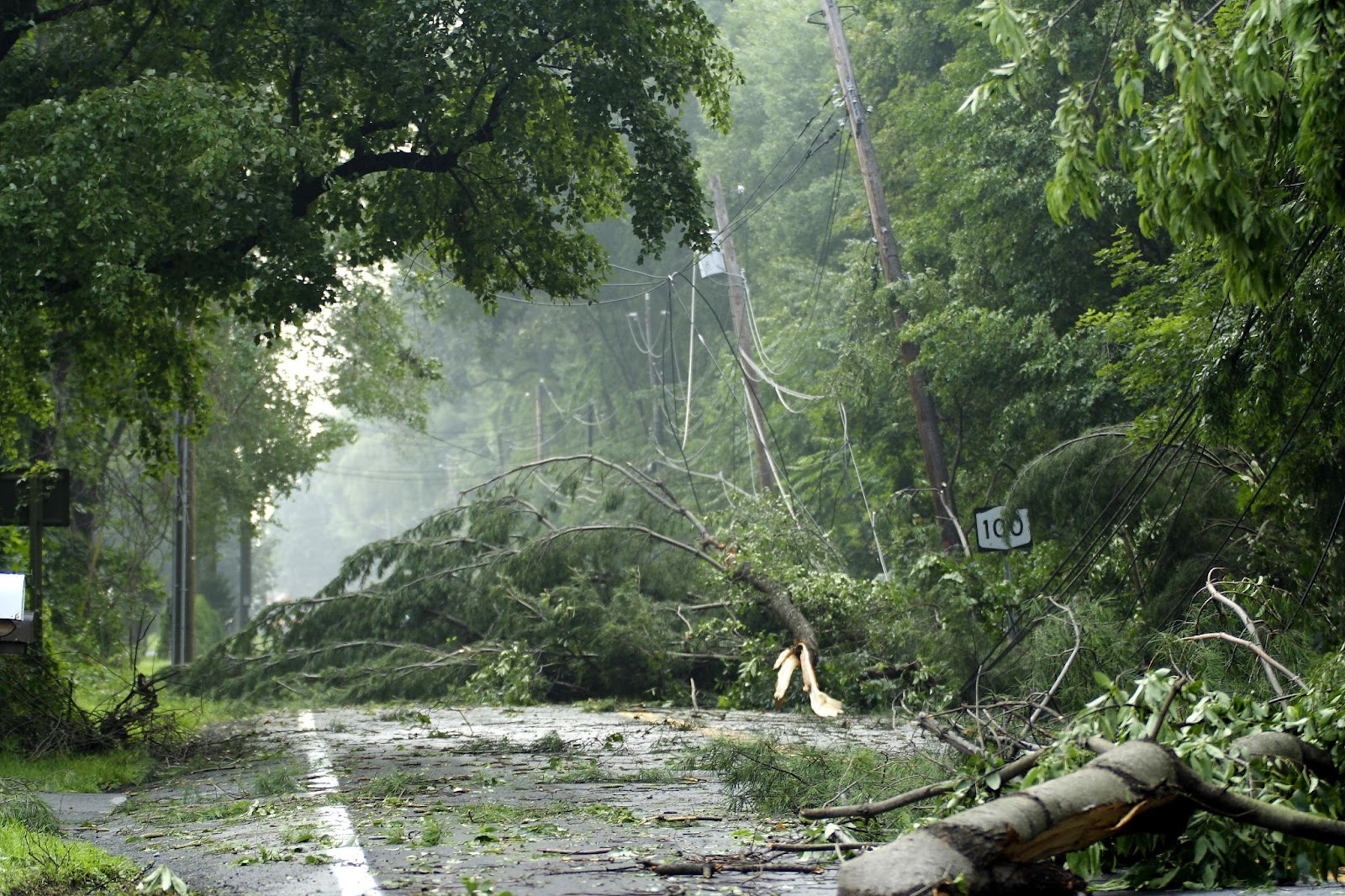 A fallen tree blocks a road in the woods, signaling potential road closures and extended power outages ahead.
