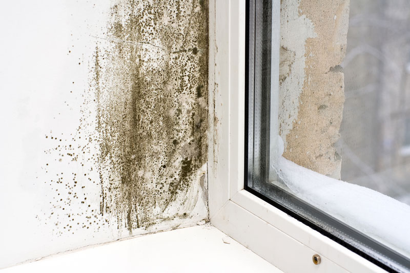 mold spores