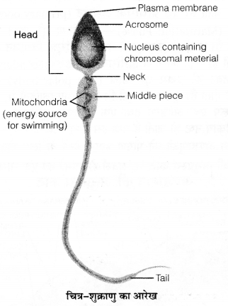 UP Board Solutions for Class 12 Biology Chapter 3 Human Reproduction Q.9