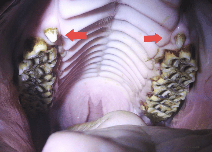 The connection of Wolf Teeth and Equine Pain