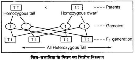 UP Board Solutions for Class 12 Biology Chapter 5 Principles of Inheritance and Variation 4Q.1.1