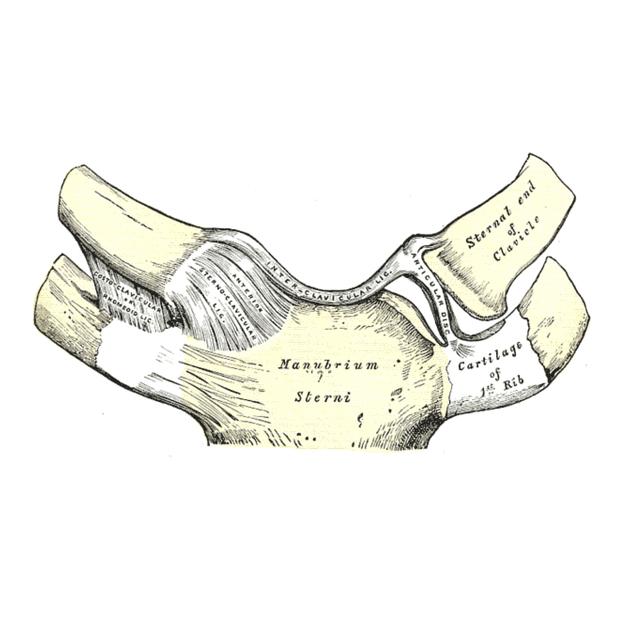 A diagram of the bone

Description automatically generated