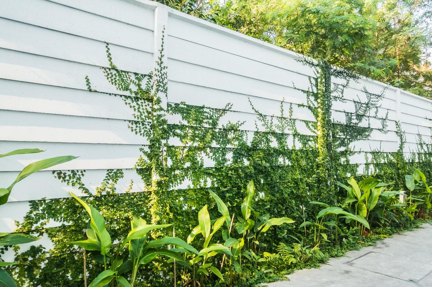 A white wall with green plants growing on it

Description automatically generated