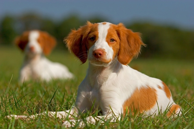 Cachorros Brittany-Spaniel_Andrew-Williams_shutterstock