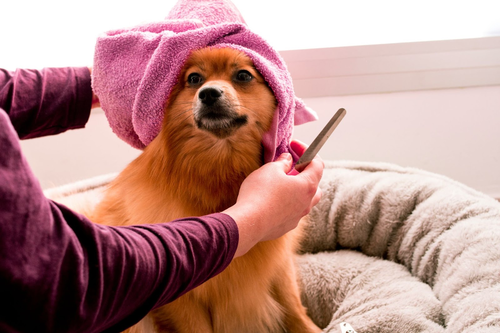 At home dog grooming