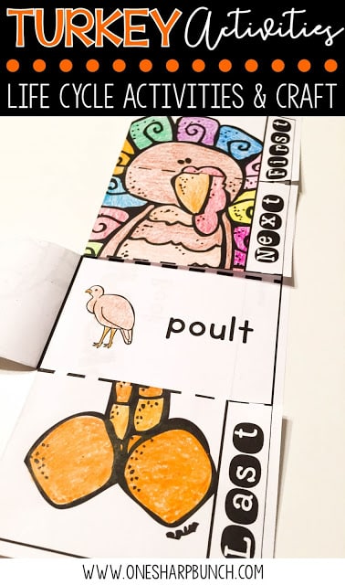 FREE turkey life cycle activities, including pocket chart sentences. Perfect for Thanksgiving centers and turkey time! Keep your kiddos engaged with these turkey activities, adorable turkey crafts and turkey centers!