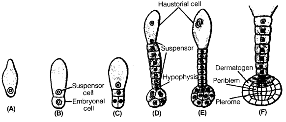 UP Board Solutions for Class 12 Biology Chapter 2 Sexual Reproduction in Flowering Plants 4Q.5.1