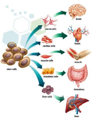 Potential of Stem Cells in Menstrual Fluid |