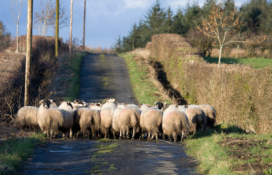 Photo of sheep blocking a country road, illustrating possible roadblocks when implementing a monthly development budget.