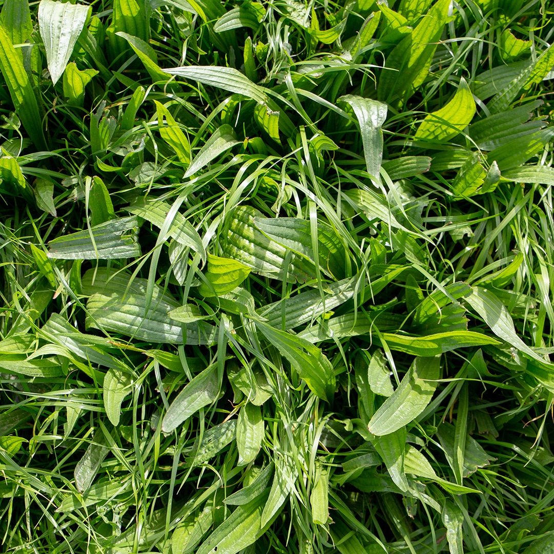 Grassy weeds are classifications of weeds