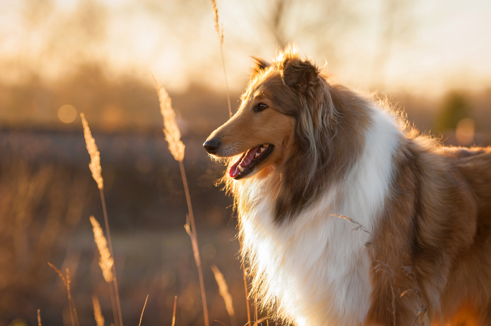 Retrato de rough collie al atardecer primer plano