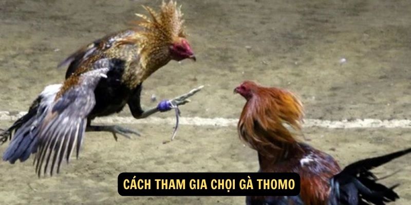 Cách tham gia chọi gà thomo