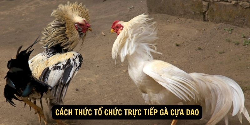 Cách thức tổ chức trực tiếp gà cựa dao