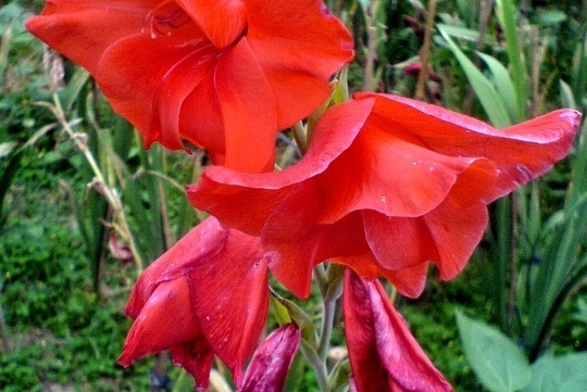 Gladiolus