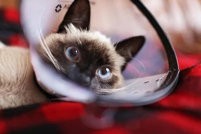 A cat looking through a cone

Description automatically generated