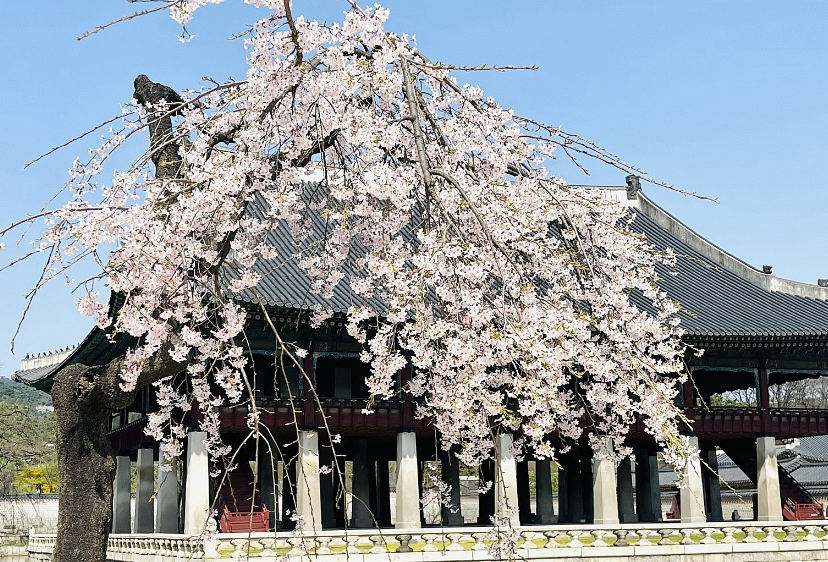 2024年4月に渡韓する人必見！桜が綺麗な観光地5選を紹介