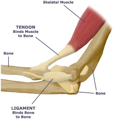 AEC Client Education Library - Tendon versus Ligament