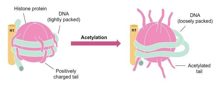 acetylation