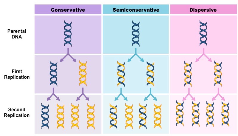 Models of replication