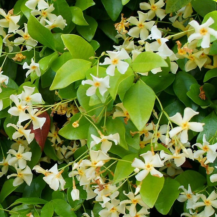 Climbing Jasmine (Trachelospermum jasminoides)