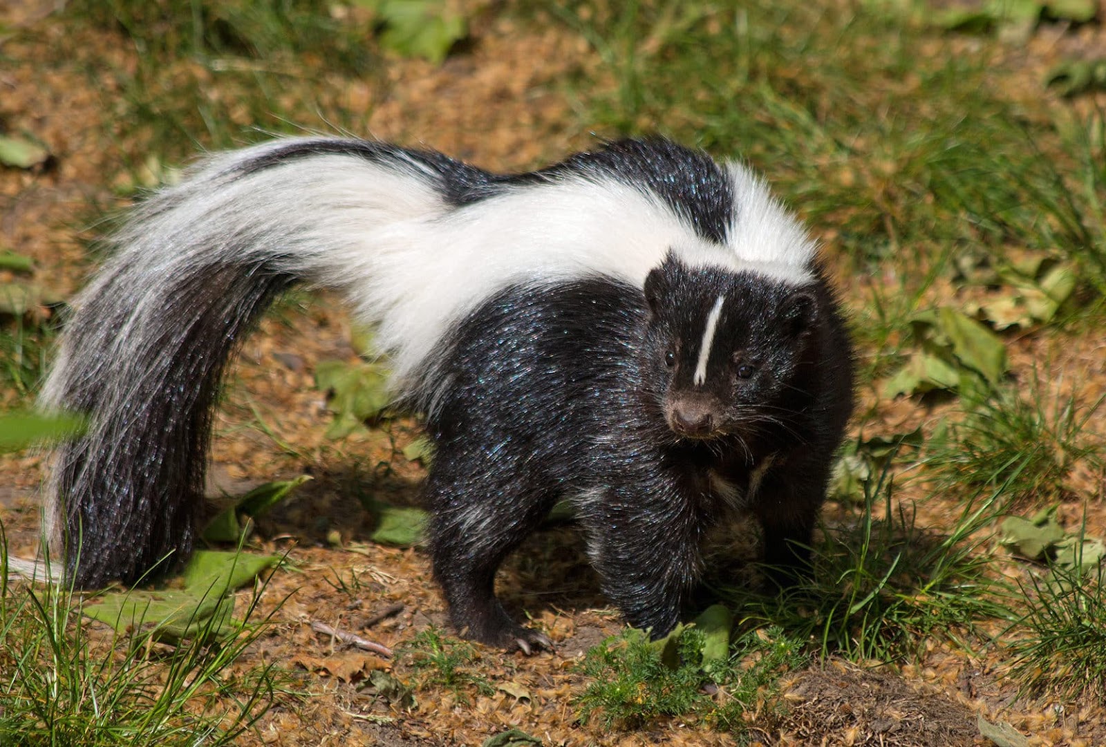 Do Skunks Eat Tomatoes