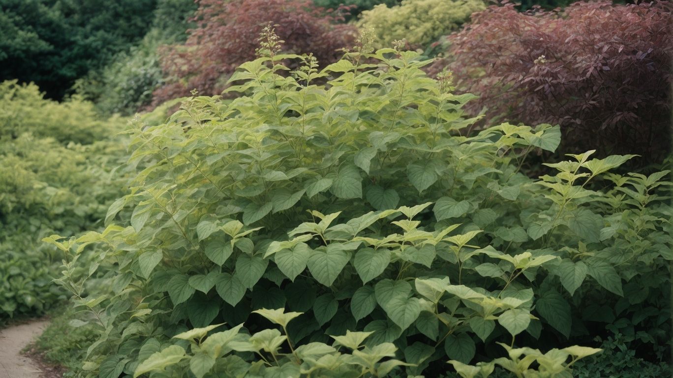 How does Japanese Knotweed Spread - Japanese Knotweed Solutions