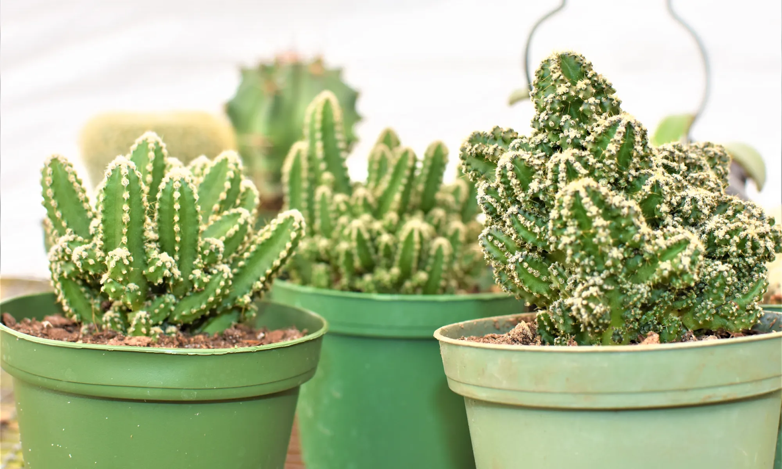  Fairy Castle Cactus (Acanthocereus tetragonus)