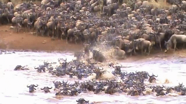 A large herd of buffalo in a river

Description automatically generated
