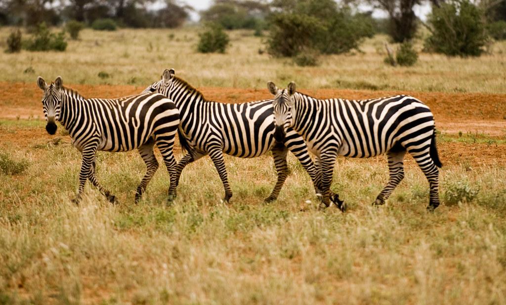 image of three zebras