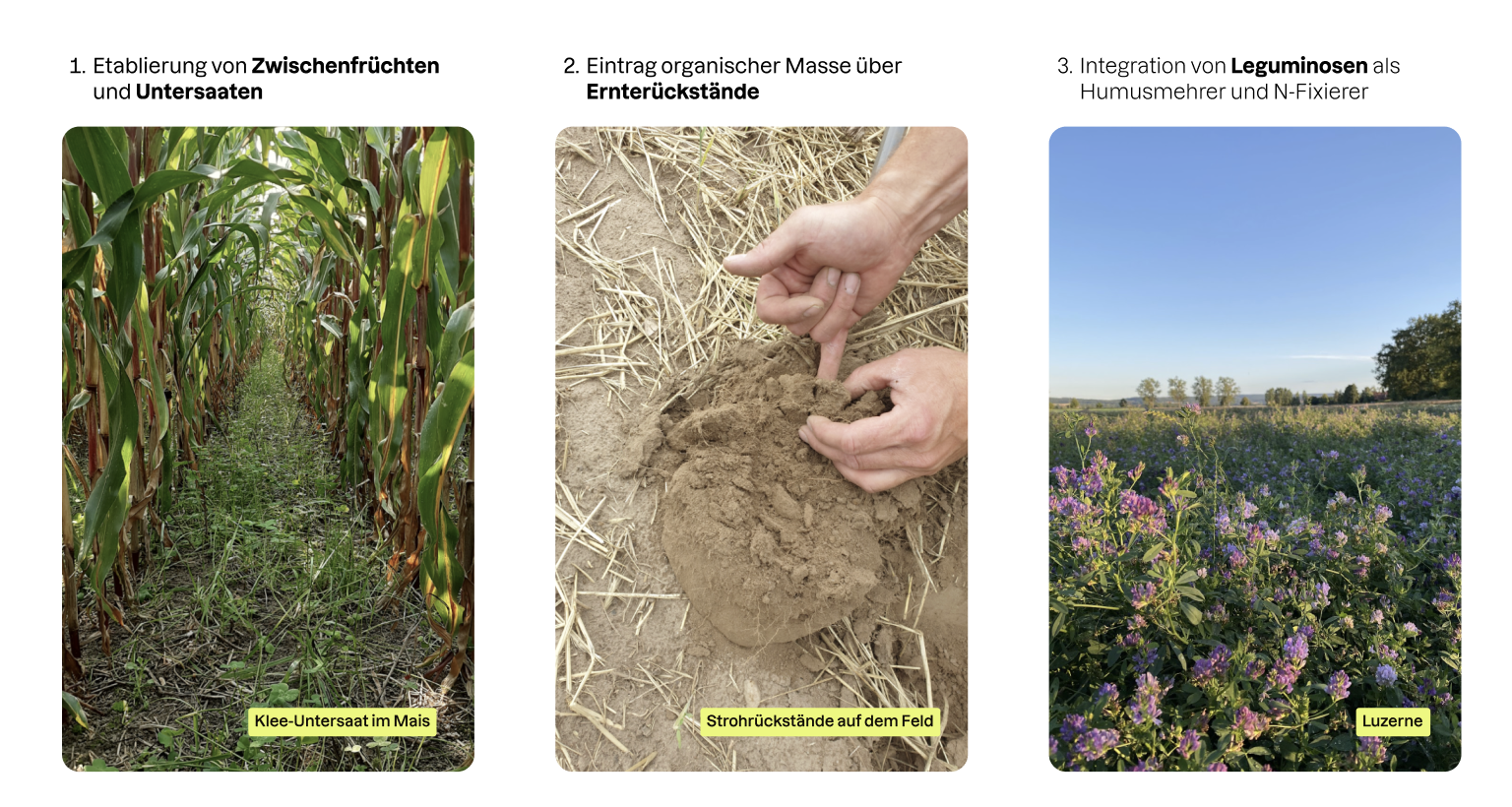 3 Maßnahmen zum Humusaufbau: Zwischenfrüchte & Untersaaten, Ernterückstände und humusmehrende Kulturen