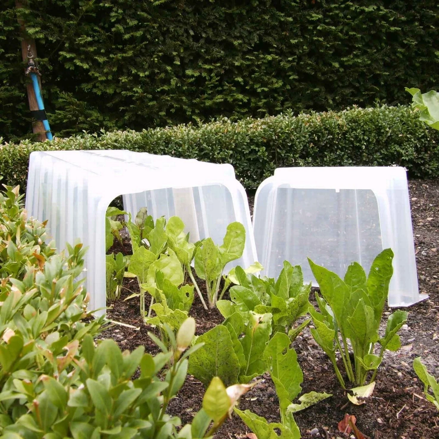 Cloches protect plants from pests and diseases. 
