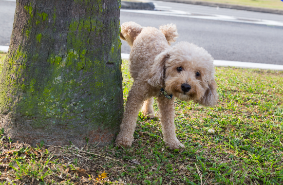 外で排尿する犬