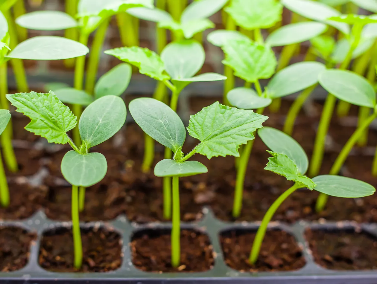 How long do cucumber seeds take to germinate