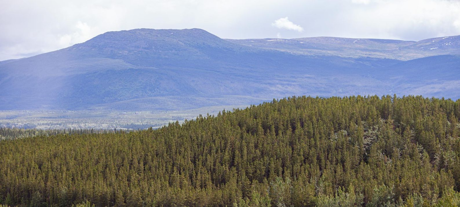 Yukon Boreal Forest 