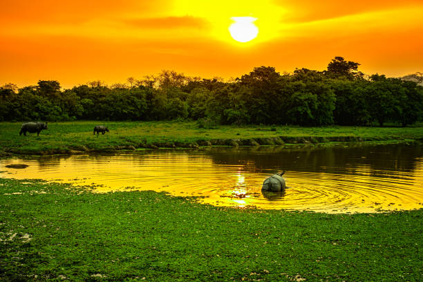 Kaziranga National Park UNESCO world heritage site