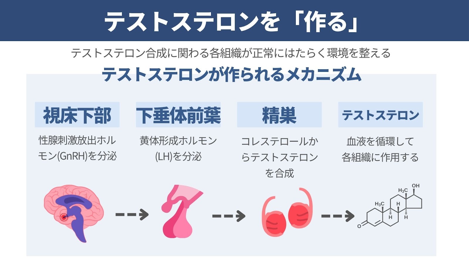 テストステロンを「作る」